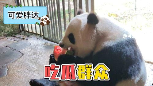 娱乐吃瓜熊猫视频在线观看,在线观看，笑料连连